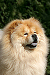 hundefotos chow_chow