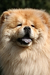 hundefotos chow_chow