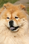 hundefotos chow_chow