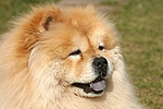 hundefotos chow_chow