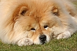 hundefotos chow_chow