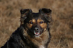 hundefotos hundefotos_mischling