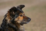 hundefotos hundefotos_mischling