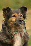 hundefotos hundefotos_mischling