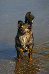 hundefotos hundefotos_mischling
