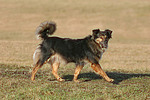 hundefotos hundefotos_mischling