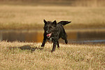 hundefotos hundefotos_mischling