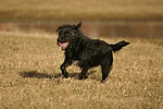 hundefotos hundefotos_mischling