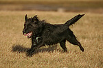 hundefotos hundefotos_mischling