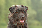 hundefotos hundefotos_mischling