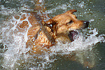 hundefotos hundefotos_mischling