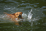 hundefotos hundefotos_mischling