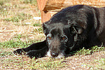 hundefotos hundefotos_mischling