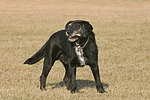 hundefotos hundefotos_mischling