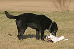 hundefotos hundefotos_mischling