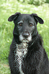 hundefotos hundefotos_mischling