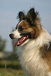 hundefotos hundefotos_mischling