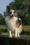 hundefotos hundefotos_mischling