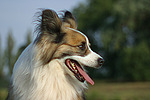 hundefotos hundefotos_mischling