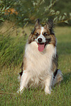 hundefotos hundefotos_mischling