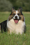 hundefotos hundefotos_mischling