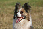 hundefotos hundefotos_mischling