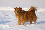 hundefotos hundefotos_mischling