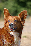 hundefotos hundefotos_mischling