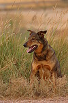 hundefotos hundefotos_mischling