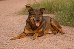 hundefotos hundefotos_mischling