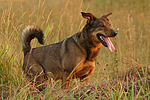 hundefotos hundefotos_mischling