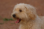 hundefotos hundefotos_mischling