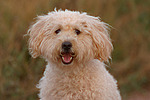 hundefotos hundefotos_mischling