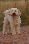 hundefotos hundefotos_mischling