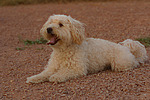 hundefotos hundefotos_mischling
