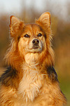 hundefotos hundefotos_mischling