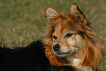 hundefotos hundefotos_mischling
