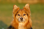 hundefotos hundefotos_mischling
