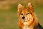 hundefotos hundefotos_mischling