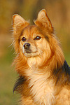 hundefotos hundefotos_mischling