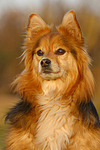 hundefotos hundefotos_mischling