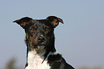 hundefotos hundefotos_mischling