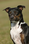 hundefotos hundefotos_mischling