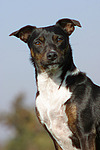 hundefotos hundefotos_mischling