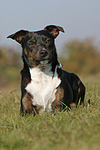 hundefotos hundefotos_mischling