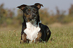 hundefotos hundefotos_mischling
