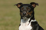 hundefotos hundefotos_mischling