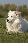 hundefotos hundefotos_mischling
