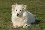 hundefotos hundefotos_mischling