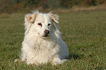 hundefotos hundefotos_mischling